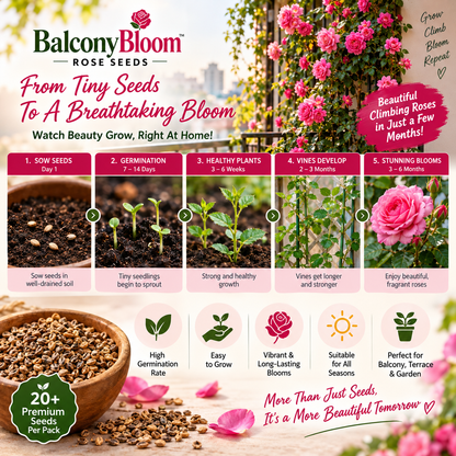 Persian Climbing Rose Seeds (Buy 1 Get 1 Free)